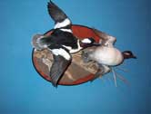 Bufflehead Pair